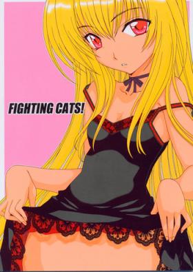 Blonde Fighting Cats! - Black cat Ejaculation
